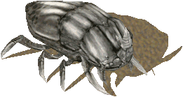 etherealbeetle.gif